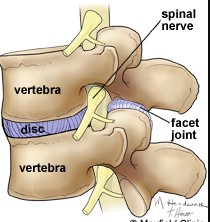 The Complexity Of The Vertebral Column